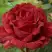 Роза РЕД ИНТУИШН чайно-гибридная в Могилёве