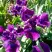 Ирис БАНДЛ ОВ ДЖОЙ сибирский в Могилёве