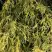 Кипарисовик ФИЛИФЕРА АУРЕА горохоплодный в Могилёве