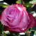 Роза ДИП ВОТЕР чайно-гибридная в Могилёве