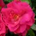 Роза ДЖОРДЖ ВАНКУВЕР флорибунда в Могилёве