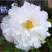 Пион БЕЛЫЙ НЕФРИТ древовидный в Могилёве