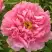 Пион СЕРЕБРИСТЫЙ РУЧЕЙ древовидный в Могилёве
