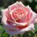 Роза ФРЕДЕРИК МИСТРАЛЬ чайно-гибридная в Могилёве