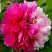 Пион ДВЕ СЕСТРЫ древовидный в Могилёве