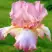 Ирис БЛАШИНГ ПИНК бородатый в Могилёве