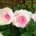 Роза ДОЛЬЧЕ ВИТА чайно-гибридная в Могилёве