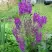 Коровяк ВИОЛЕТТА (вербаскум) в Могилёве