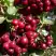 Рябина ГРАНАТНАЯ сладкоплодная в Могилёве