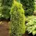 Можжевельник ГОЛД КОН обыкновенный в Могилёве