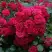 Роза РАДОСТЬ САДОВНИКА (ГАРТЕН ФРОЙДЕ) почвопокровная в Могилёве