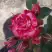 Роза ФАЙЕР ВОРКС миниатюрная в Могилёве