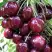Черешня СИЛЬВИЯ колоновидная в Могилёве