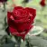 Роза ТАБУ чайно-гибридная в Могилёве