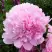 Пион ДИННЕР ПЛЕЙТ травянистый в Могилёве