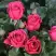 Роза ЛАВ ЛЕТТЕР флорибунда в Могилёве