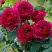 Роза КЕЙТ английская в Могилёве