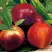 Нектарин СТАРК РЕД ГОЛД в Могилёве