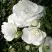 Роза АЙСБЕРГ флорибунда в Могилёве