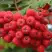 Рябина АЛАЯ КРУПНАЯ сладкоплодная в Могилёве