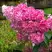 Гортензия МЕГА МИНДИ метельчатая в Могилёве