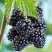 Ежевика БЛЭК САТИН бесшипная  в Могилёве