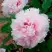 Пион ПЕРСИК ПОД СНЕГОМ древовидный в Могилёве