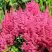 Астильба САННИ ДЕЙ гибридная в Могилёве