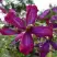 Клематис СВИТ САММЕР ЛАВ в Могилёве
