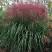 Мискантус МАЛЕПАРТУС китайский  в Могилёве