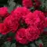 Роза РАДОСТЬ САДОВНИКА (ГАРТЕН ФРОЙДЕ) почвопокровная в Могилёве