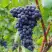 Виноград МУКУЗАНИ в Могилёве