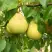 Груша ВЕЛИКАЯ ЛЕТНЯЯ (БОЛЬШАЯ ЛЕТНЯЯ) в Могилёве
