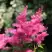 Астильба САННИ ДЕЙ гибридная в Могилёве