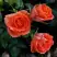 Роза ОРАНЖ ДЖЕВЕЛ миниатюрная в Могилёве