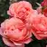 Роза КОРАЛ ЛИОНС РОУЗ флорибунда в Могилёве