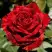 Роза РЕД ИНТУИШН чайно-гибридная в Могилёве