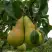Груша КОНКОРД в Могилёве