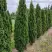 Туя ДЕГРУТ СПАЙР западная в Могилёве