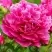 Пион НОЧНЫЕ ГРЕЗЫ древовидный в Могилёве