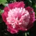 Пион КАПЛЯ РОСЫ травянистый в Могилёве