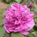 Пион ОРНАМЕНТ древовидный в Могилёве