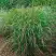 Просо РЕБРАУН прутьевидное в Могилёве