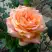 Роза ЭЛЬДОРАДО чайно-гибридная в Могилёве