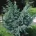 Можжевельник БЛЮ АЛЬПС китайский  в Могилёве