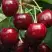 Черешня ГРОНКАВАЯ в Могилёве
