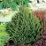 Ель КОМПАКТА обыкновенная в Могилёве