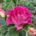 Роза БРЕРА флорибунда в Могилёве