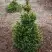 Ель ВИЛС ЦВЕРГ обыкновенная в Могилёве