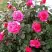 Роза МАЛИНОВЫЙ ЗВОН чайно-гибридная в Могилёве